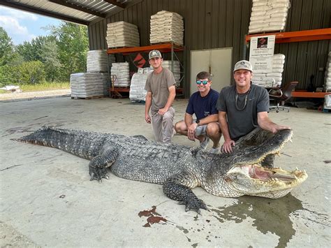 State Record 14 Foot Alligator Captured By Mississippi Hunters