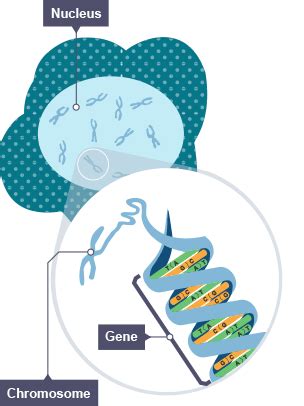 BBC Bitesize GCSE Biology DNA And Cell Division Revision 1