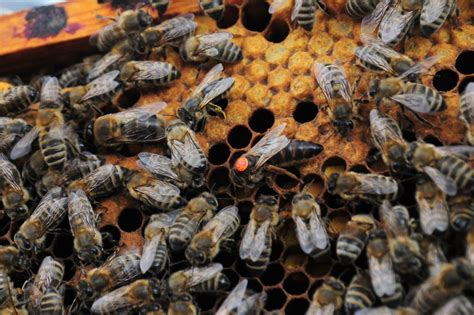 Free Images Pattern Fauna Invertebrate Hive Design Honeycomb Beehive Arthropod Honey