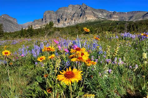 Wildflower Mountain Photograph By James Anderson