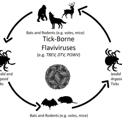 Schematic Representation Of The Tick Borne Flavivirus Wildlife