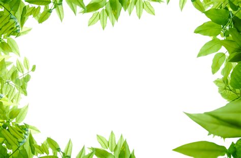 Green Leaves Png Photos Png Mart