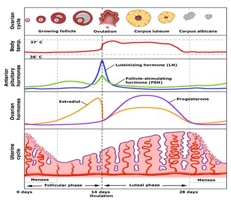 Menstrual Cycle — An Important Process Of Human Reproduction By Bicpuc Medium