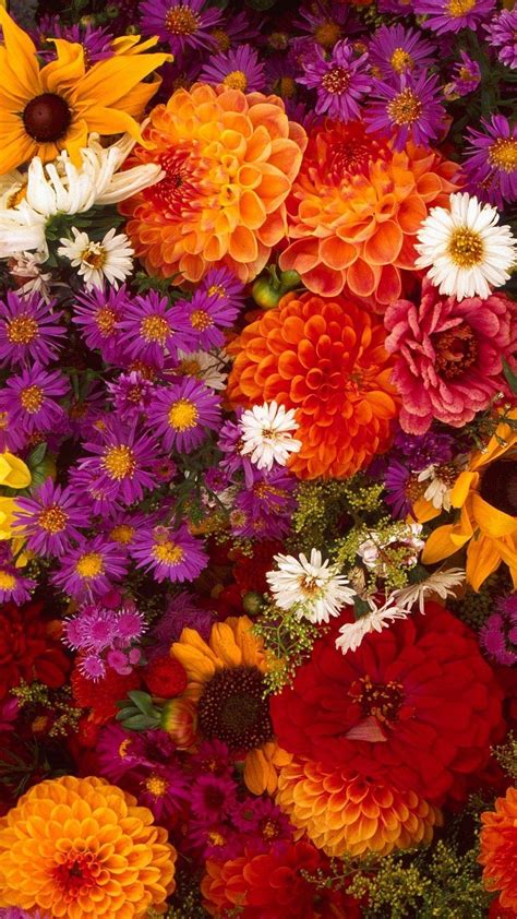 Colourful Flowers Wallpaper For Android Phone Best Flower Site