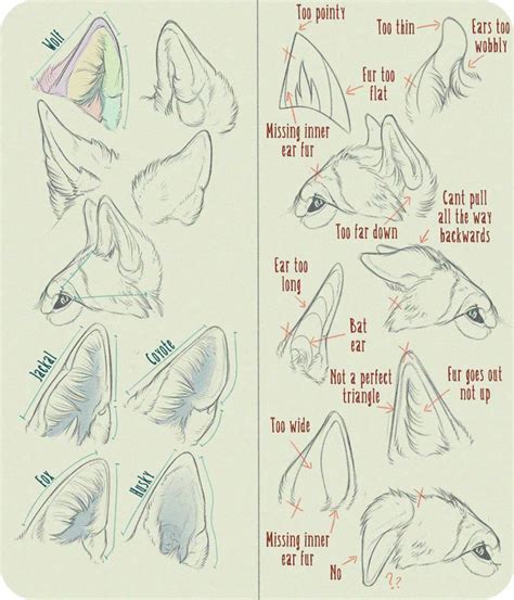 Wolf Ear Anatomy