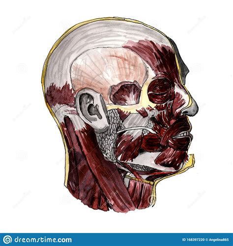 Set Of Anatomy Human Hand Scull Bones. Hand Drawn Pencil Illustration ...
