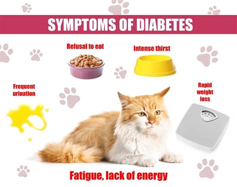 What Causes Diabetes In Cats Best Cat Foods Advisor