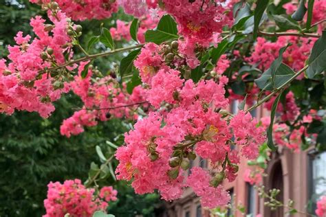29 Flowering Trees To Add To Your Landscape