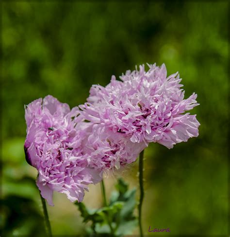 Flor de opio | starsundaz | Flickr