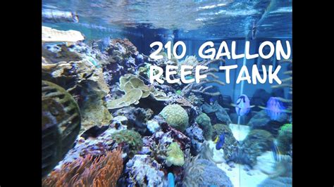 210 Gallon Reef Tank Update 2 24 16 Youtube