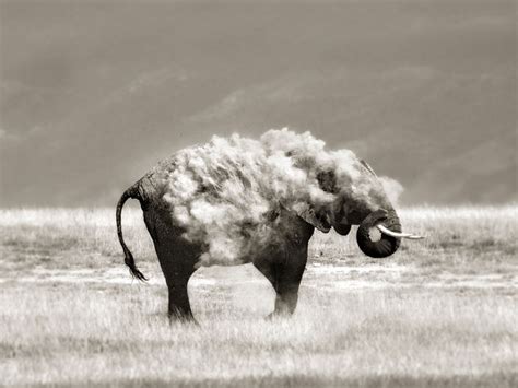 Stunning Photographs Of Wild Animals By Marina Cano Demilked