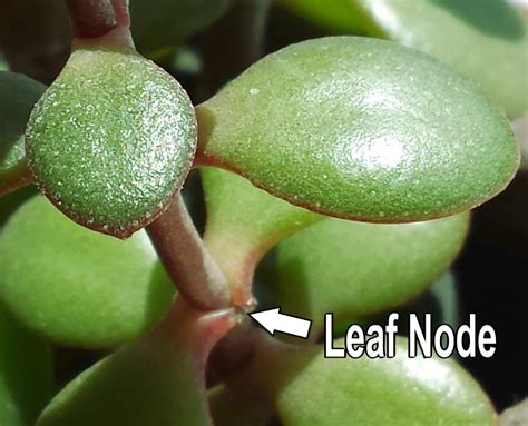 Jade Plant Care And Propagation Dengarden