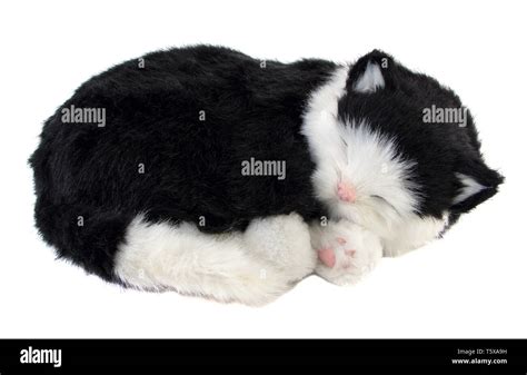 Black Cat Sleeping Cut Out Stock Images And Pictures Alamy