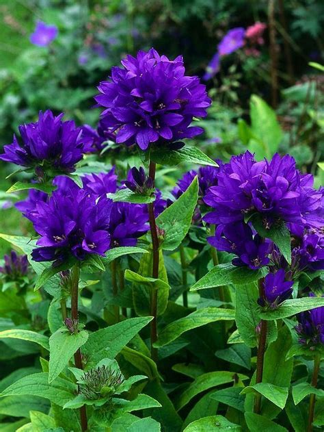 Add purple flowers to your entryway so that guests feel calm and welcome upon entry. Stunning Pretty Deep Purple Bulbs Garden https ...