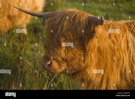 Autumn Morning Highland Cow Trossachs Stirlingshire Scotland