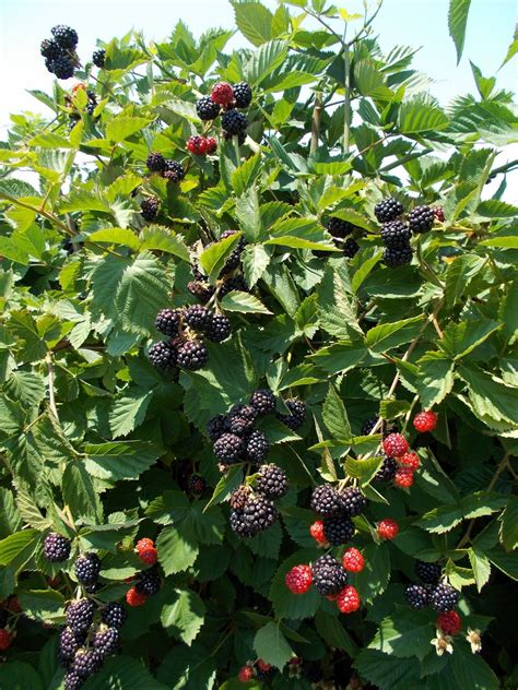 The ripe fruit is used in jams, jellies, pies and wines. buy fruit and Berries plants | Blackberry plants, Growing ...