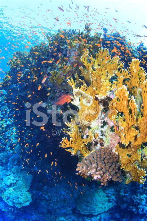 Marine Life In The Red Sea Stock Photo Royalty Free Freeimages