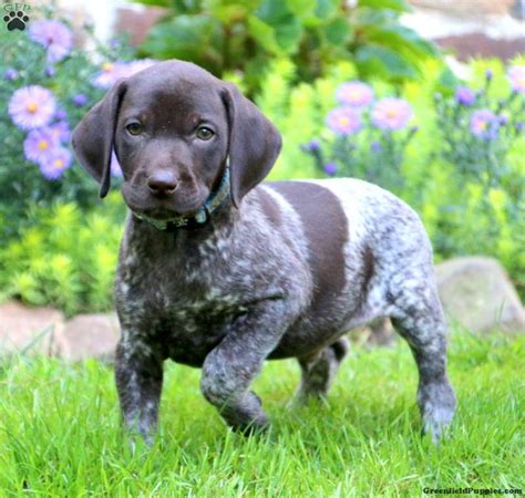 5 reasons you should not get a german shorthaired pointer puppy! Gavin - German Shorthaired Pointer Puppy For Sale in Pennsylvania