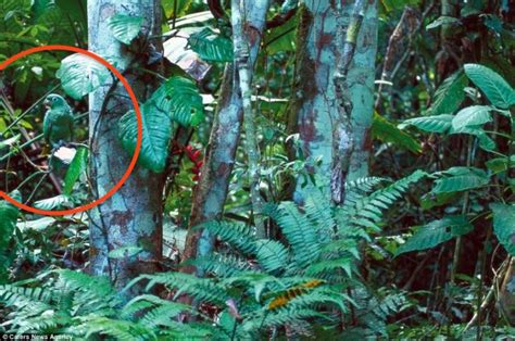 Most People Cant Find The Animals Hidden In These Nature Photos Can