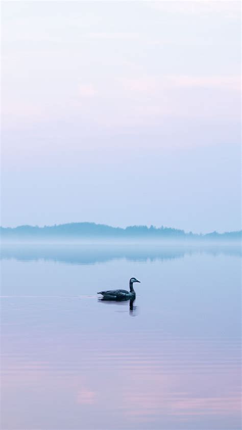 Download Wallpaper 1350x2400 Swan Fog Lake Bird Iphone 876s6
