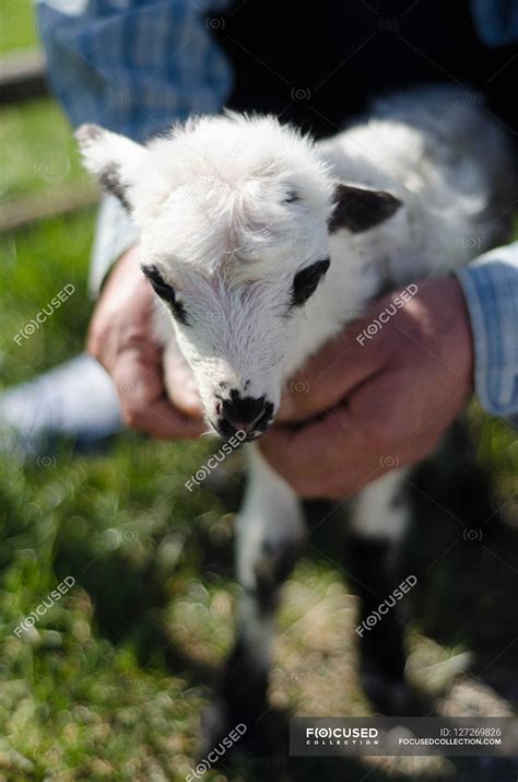 Man Holding Lamb — One Cropped Stock Photo 127269826