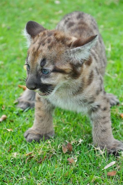 Baby Puma Stock Photo Image Of Mammal Felis Animal 32671038