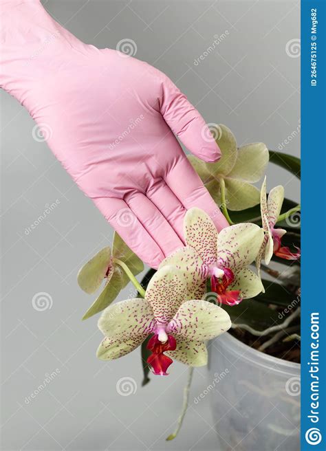 Woman S Hand In Rubber Glove Holds Branch Of Phalaenopsis Orchid
