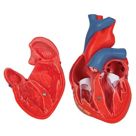 Anatomical Heart Model Anatomy Of The Heart Classic Heart Model