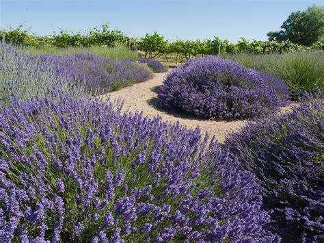 A Lavender Garden The Ultimate Low Maintenance Solution Lavender