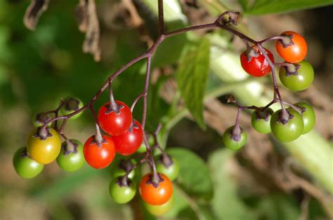 10 Most Poisonous Plants Threatening Children