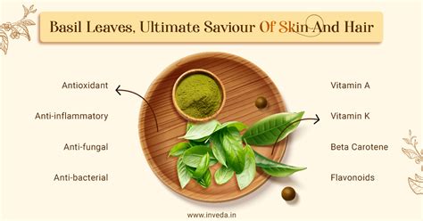 7 Amazing Proven Benefits Of Basil Leaves For Skin And Hair Inveda