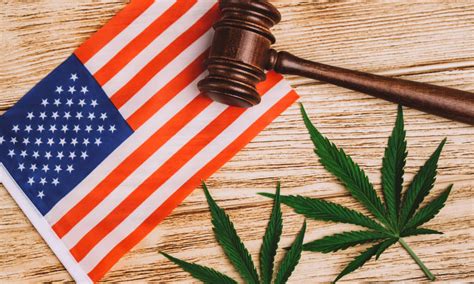 How Many States Will Legalize Cannabis On Election Night The Fresh Toast