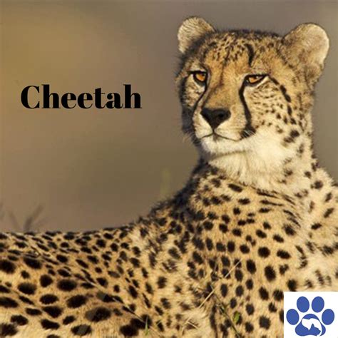 Cheetah in 2020 | Cheetah drawing, Cheetah, Cheetahs