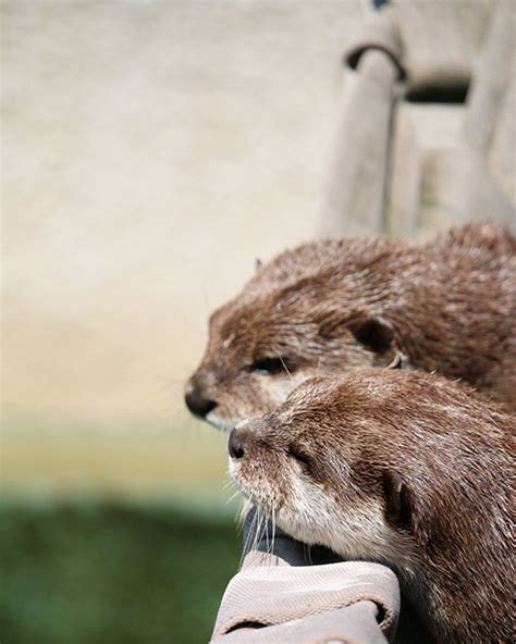Just A Couple Of Otters Quietly Enjoying Each Others Company — The