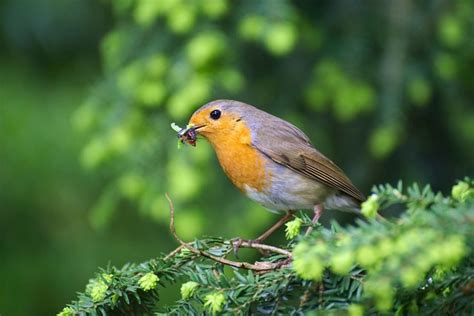 Robin Bird Garden Erithacus Free Photo On Pixabay Pixabay