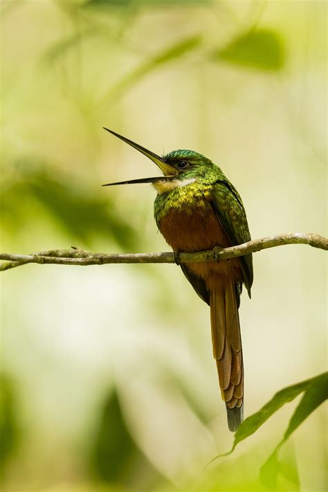 12 Birds Of Tobago