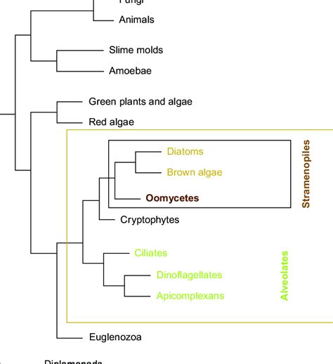 1 Schematic Phylogenetic Tree Of The Eukaryotes The Tree Is Adapted