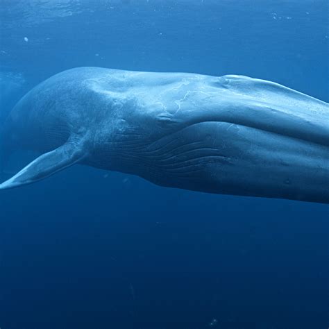 Whales Photo Gallery — Australian Antarctic Program