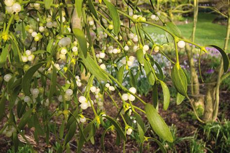 How To Grow Your Own Mistletoe Rhs Gardening Rhs Gardening