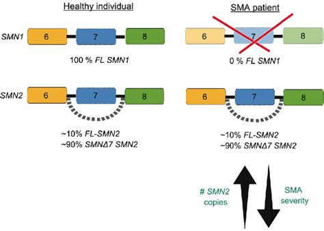 Stream tracks and playlists from smn on your desktop or mobile device. SMN1 and SMN2 contribute to spinal muscular atrophy (SMA ...