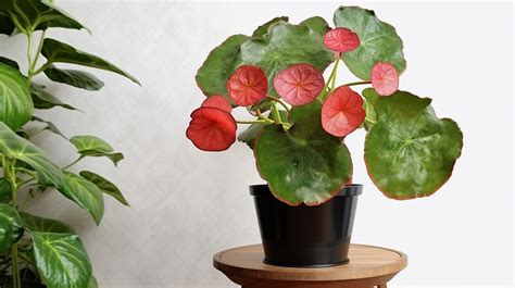 How To Care For Ruby Begonia Complete Guide