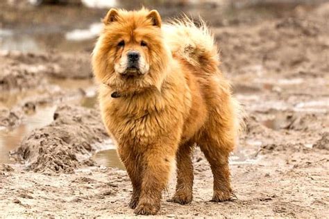 9 Dogs That Look Like Chow Chows Meet The Chow Lookalike Breeds
