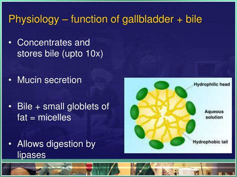 Ppt The Biliary System Powerpoint Presentation Free Download Id