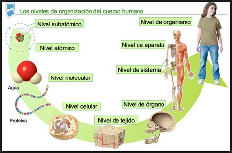 Niveles De Organizaci N De Los Seres Vivos Banco De Preguntas De Biolog A