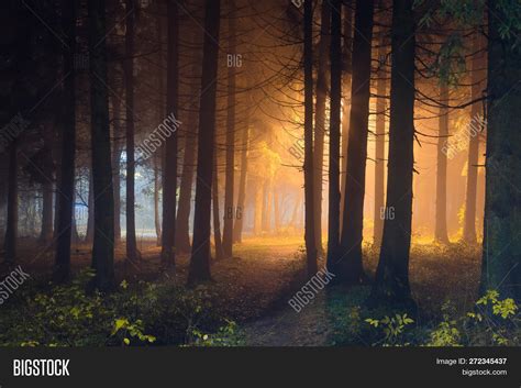 Mystic Night Forest Image And Photo Free Trial Bigstock
