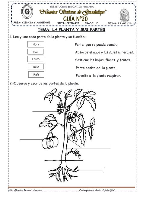 Las Partes De Las Plantas Y Sus Funciones Ficha Interactiva Partes De