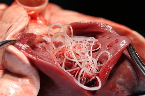 However, serious complications are much less likely in dogs that are in good health. Common Parasites in Dogs and Their Warning Signs - Amazing ...