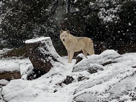 Husker A ‘goofy And ‘outgoing Gray Wolf Dies At Zooamerica
