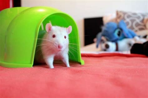 Pet Rat Behavior Explained Boggling Bruxing And More