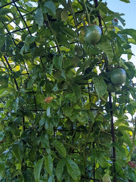 Passion Fruit In 2022 Grapes Fruit Trellis